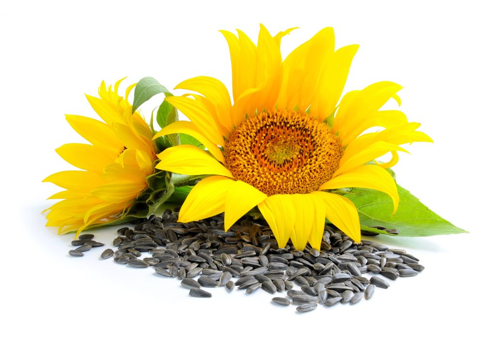sunflower seeds benefits, benefits of sunflower seeds, sunflower seed benefits, health benefits of sunflower seeds, sunflower seeds health benefits